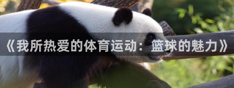 风速体育app下载官网最新版