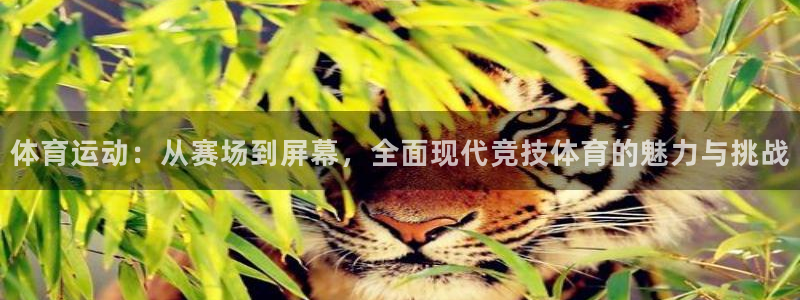 风速体育：体育运动：从赛场到屏幕，全面现代竞技体育的魅力与挑战