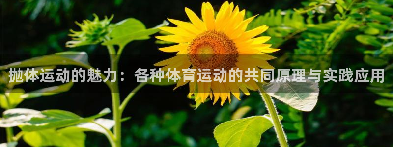 风速体育直播：抛体运动的魅力：各种体育运动的共同原理与实践应用